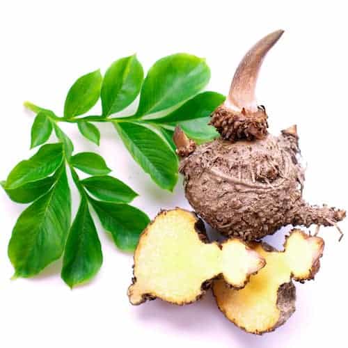 Konjac root glucomannan