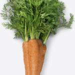 Fresh carrots