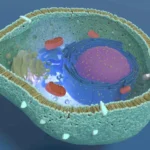Cell